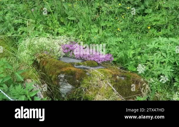 Mother of thyme thymus Stock Videos &amp; Footage - HD and 4K Video Clips ...