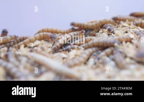 Meal worms is the common name for the larvae of the beetle Tenebrio ...