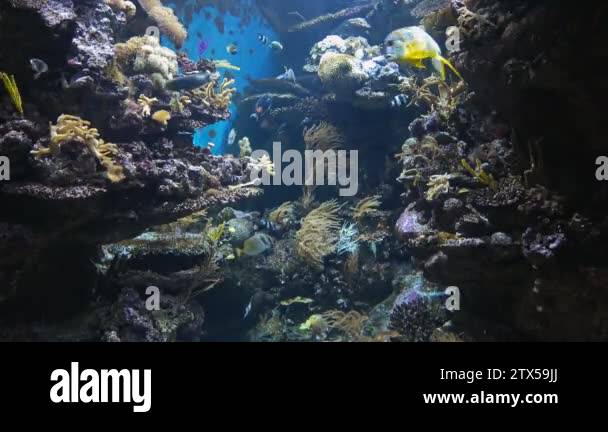 Beautiful fish aquarium, deep underwater world view, different water ...