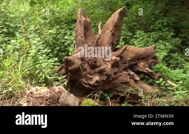 The huge roots of an uprooted tree among grass and stones in the forest ...