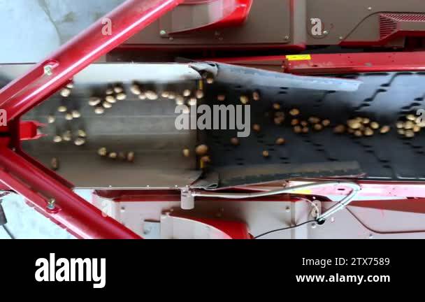 Harvesting potatoes. top view. potato tubers move on a special machine ...