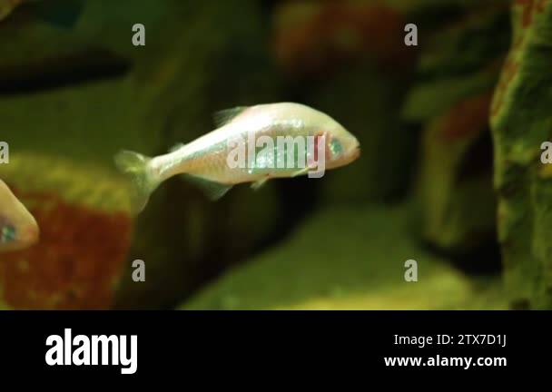 mexican blind cave tetra fish swimming under water, Albino mexican ...