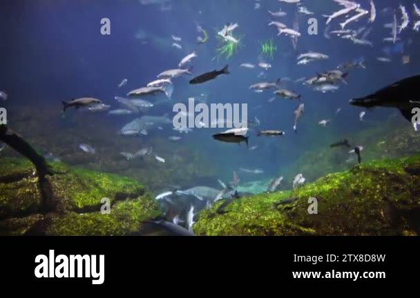 Beautiful fish aquarium, deep underwater world view, different water ...
