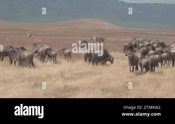 CLOSE UP: Spectacular great annual wildebeest and zebra migration in ...