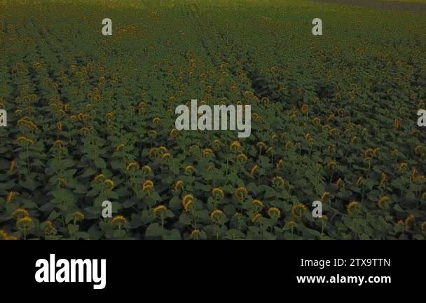 sunflower flowers from a birds eye view Stock Video Footage - Alamy