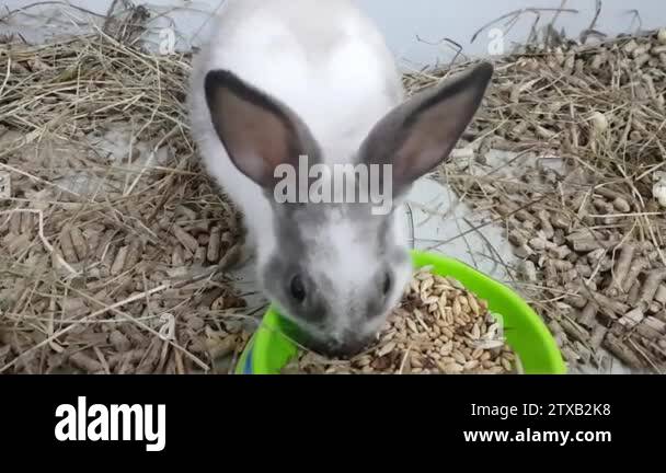 The gray rabbit is fed by feeding through a large muzzle. The rabbit is ...