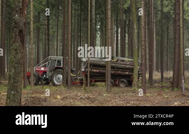 Logs logging stack cut Stock Videos & Footage - HD and 4K Video Clips ...