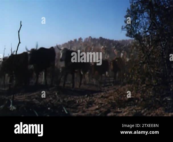 Arizona cattle ranching Stock Videos & Footage - HD and 4K Video Clips ...