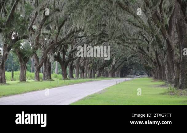 Wormsloe Plantation Savannah Georgia Stock Videos Footage Hd And 4k