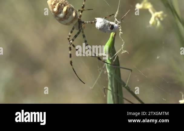 Insecto Gattack Argiope Lobata sits on spider web and Attacks Spools Leptysma ...