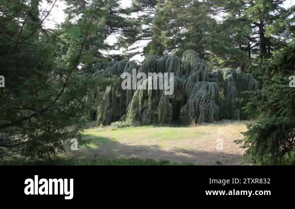 Atlas cedar or Cedrus atlantica Glauca Pendula. Coniferous evergreen ...