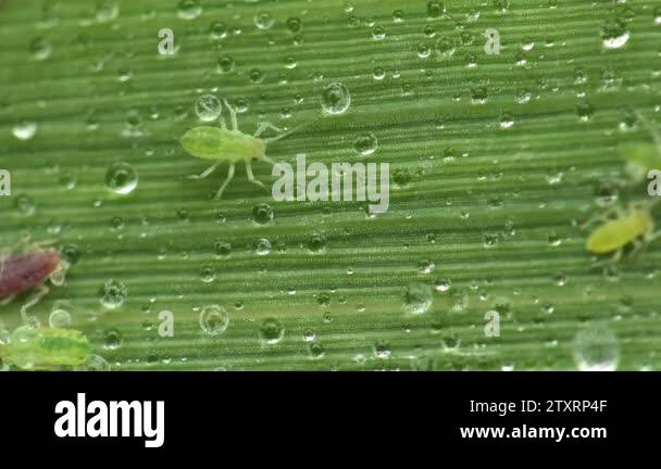 Insect macro in river, Green aphids creep along a leaf of bulrush among ...