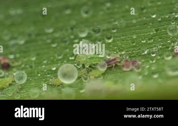 Insect macro in river, Green aphids creep along a leaf of bulrush among ...