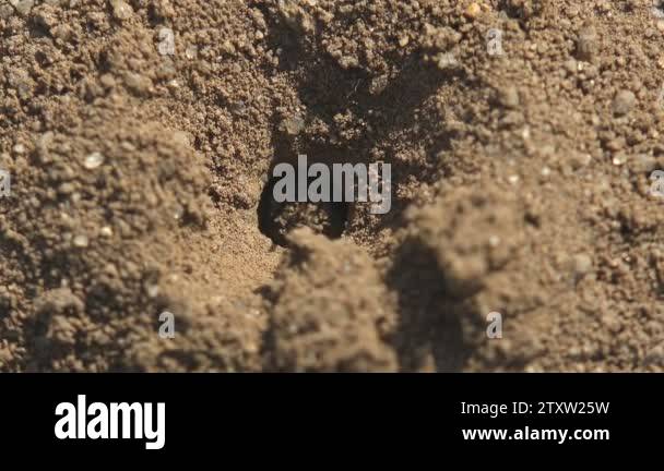 Hatching insects Stock Videos & Footage - HD and 4K Video Clips - Alamy
