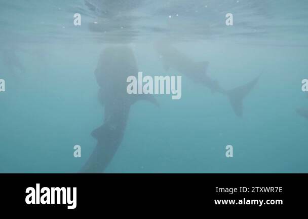Wild whale shark eating plankton in blue sea underwater view. Feeding