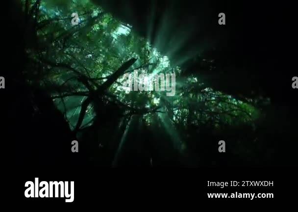 Circular motion of camera under water to tree roots and ray of suns in ...