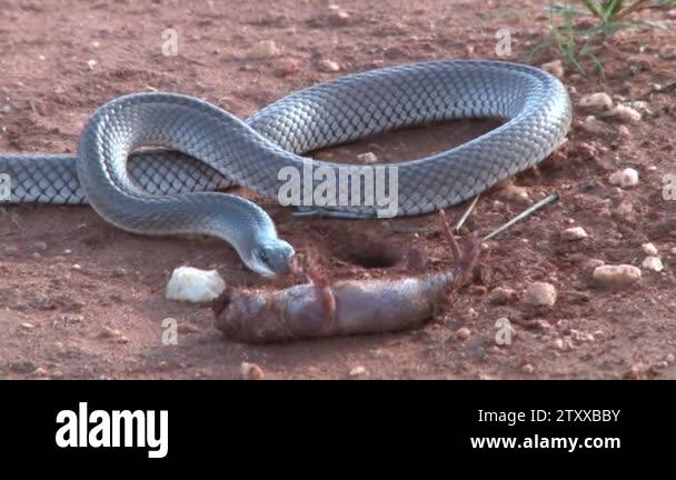 Plants kill Stock Videos & Footage - HD and 4K Video Clips - Alamy