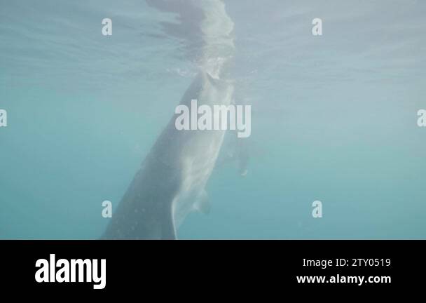 Whale shark eating feed in open sea water underwater view. Feeding wild