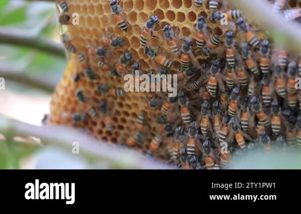 Close up view of the working bees on honey cells.Mistress bee colonies ...