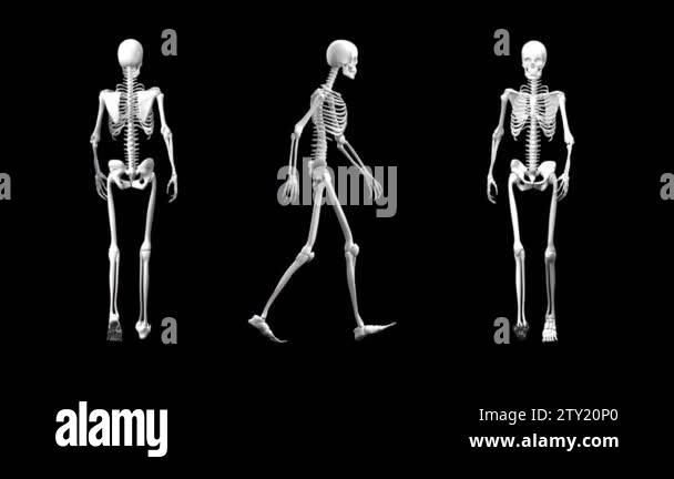 Human skeleton lateral view Stock Videos & Footage - HD and 4K Video ...