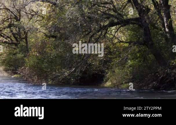 Running past trees Stock Videos & Footage - HD and 4K Video Clips - Alamy