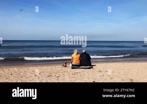 Dog rear view Stock Videos & Footage - HD and 4K Video Clips - Alamy
