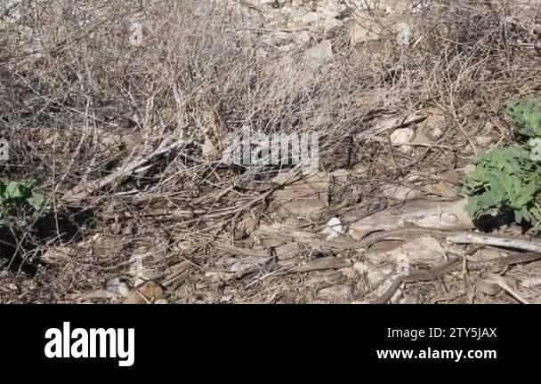 Elaphe dione, commonly known as Dione's ratsnake, the steppe ratsnake ...