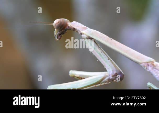 Triangular head mantis Stock Videos & Footage - HD and 4K Video Clips ...