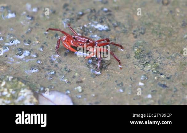 Gecarcinus quadratus red land crab Stock Videos & Footage - HD and 4K ...
