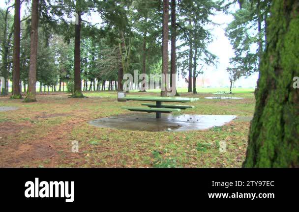 Man running behind trees reappears at different trees in city, forest ...