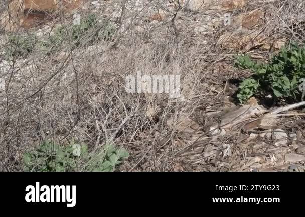 Elaphe dione, commonly known as Dione's ratsnake, the steppe ratsnake ...