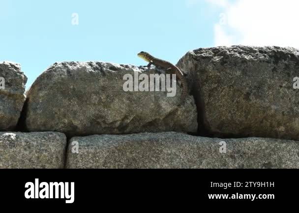 Peruvian mountain lizard Stock Videos & Footage - HD and 4K Video Clips ...