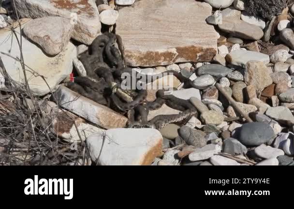 Elaphe dione, commonly known as Dione's ratsnake, the steppe ratsnake ...