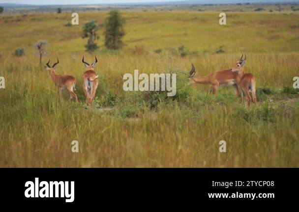 Gazelles in green savannah Stock Videos & Footage - HD and 4K Video ...