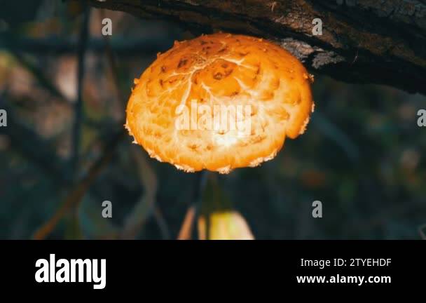 Toadstool tree Stock Videos & Footage - HD and 4K Video Clips - Alamy