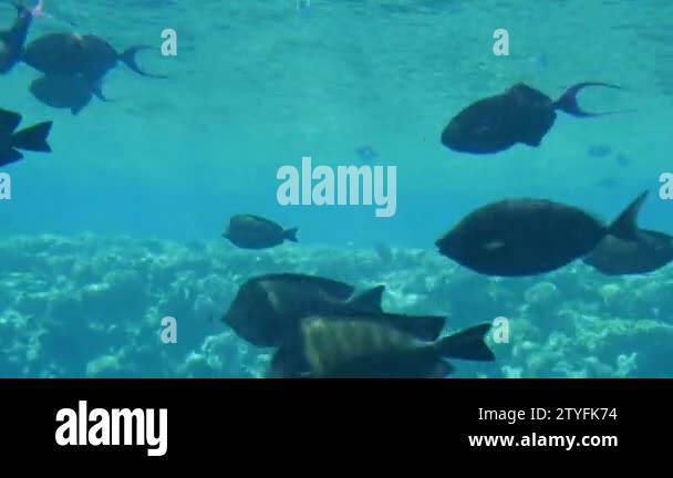Striped tropical fish swimming in a shoal and seeking food over reefs ...