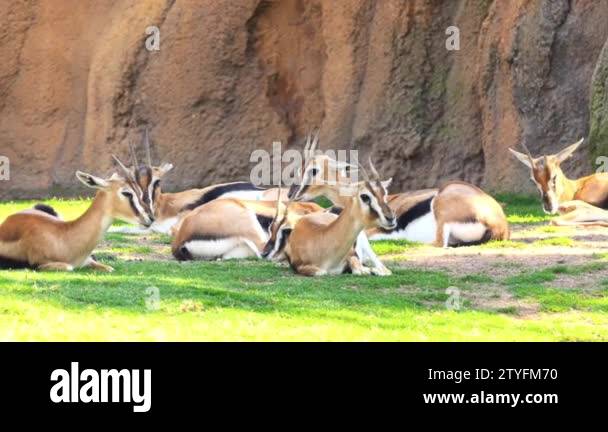 Mhorr gazelle nanger dama mhorr Stock Videos & Footage - HD and 4K ...