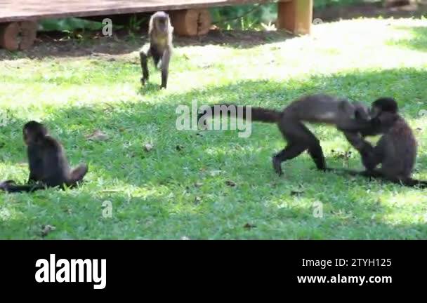 Monkeys in the jungle Stock Video Footage - Alamy