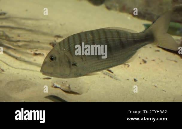 Sand underwater Stock Videos & Footage - HD and 4K Video Clips - Alamy