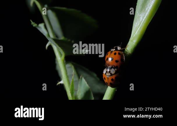 Ladybug. Mating Ladybirds Beetles on the leaves. Close-up. Black ...