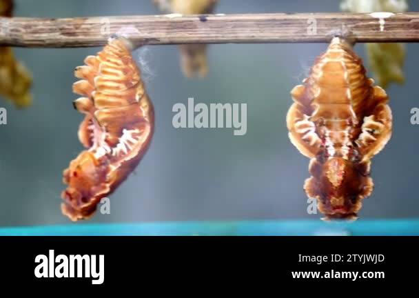 Four stage insect life cycle Stock Videos & Footage - HD and 4K Video ...