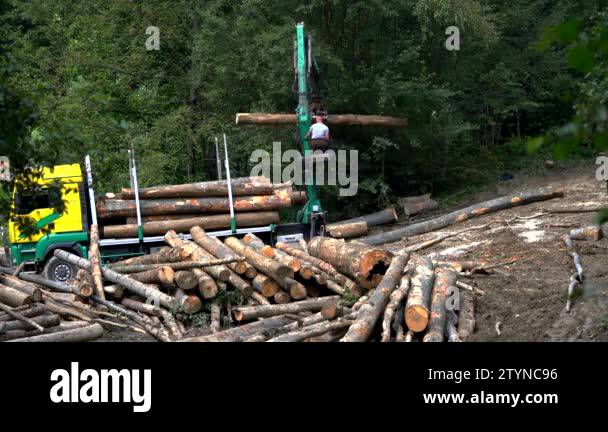 Loading trees Stock Videos & Footage - HD and 4K Video Clips - Alamy