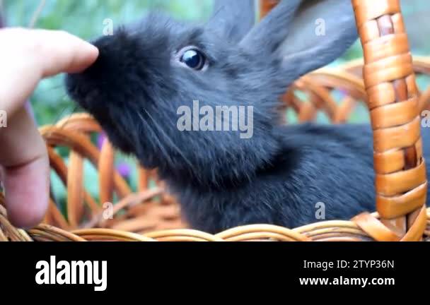 Little black rabbit in Stock Videos & Footage - HD and 4K Video Clips ...