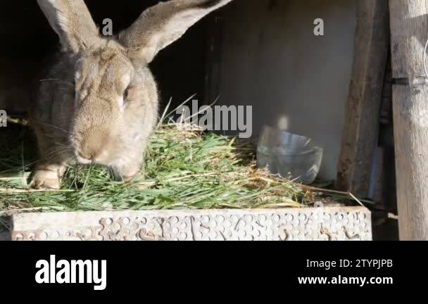 Snow Rabbit Feet Snow rabbit feet Stock Videos & Footage - HD and 4K Video Clips - Alamy