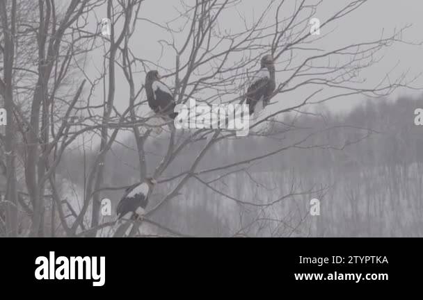 Bald eagle haliaeetus bald eagle Stock Videos & Footage - HD and 4K