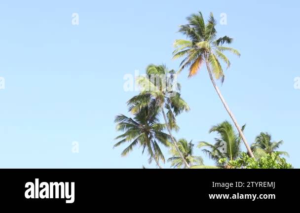 Palm trees view in Stock Videos & Footage - HD and 4K Video Clips - Alamy