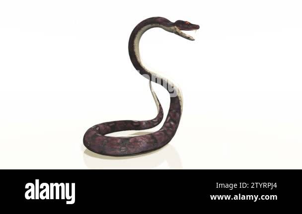 Snake Stock Videos & Footage - HD and 4K Video Clips - Alamy