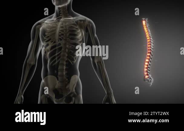 Spine anatomy Stock Videos & Footage - HD and 4K Video Clips - Alamy