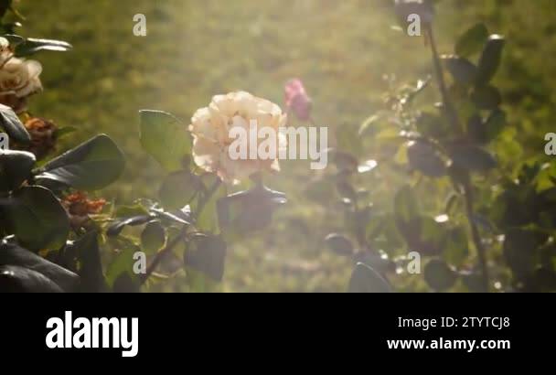 Vintage looking footage of roses in garden backlit with flares and ...