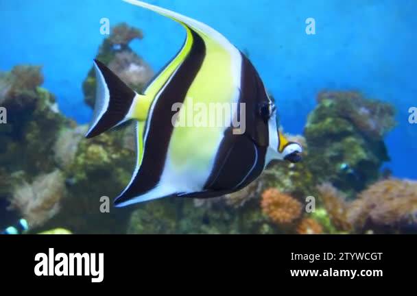 White angelfish Stock Videos & Footage - HD and 4K Video Clips - Alamy